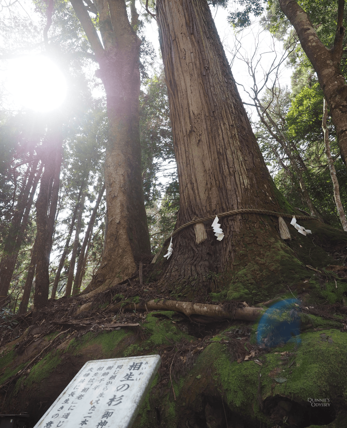 Kifune Shrine, Aioi-no-sugi