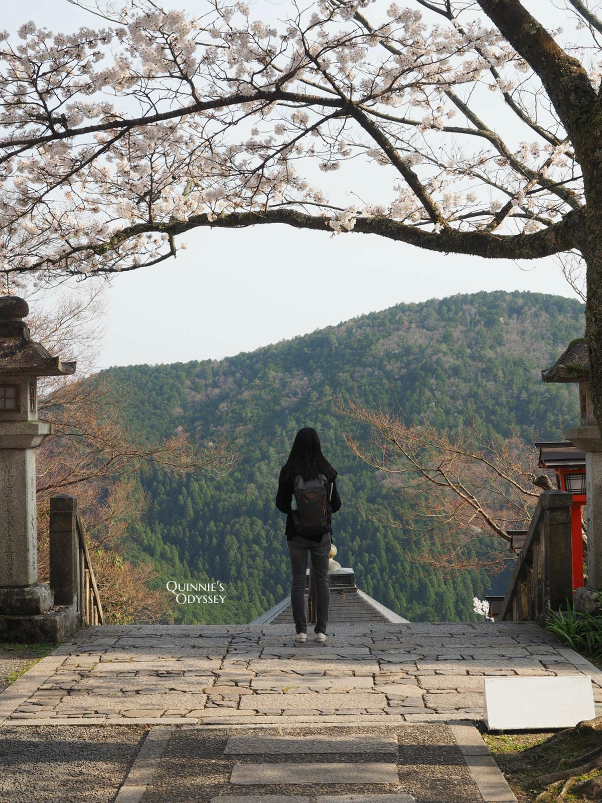 Kurama-dera Complete Guide: Hiking Routes, Cable Car, Tengu Legends & Must-See Spots - 第35張圖 Kurama-dera Main Hall cherry blossom