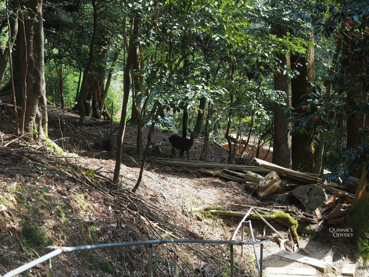 Kurama-dera Complete Guide: Hiking Routes, Cable Car, Tengu Legends & Must-See Spots - 第39張圖 Kurama-dera Okunoin Trail, deer