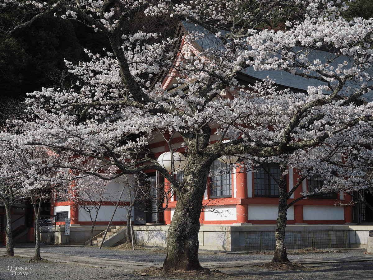 Kurama temple sakura