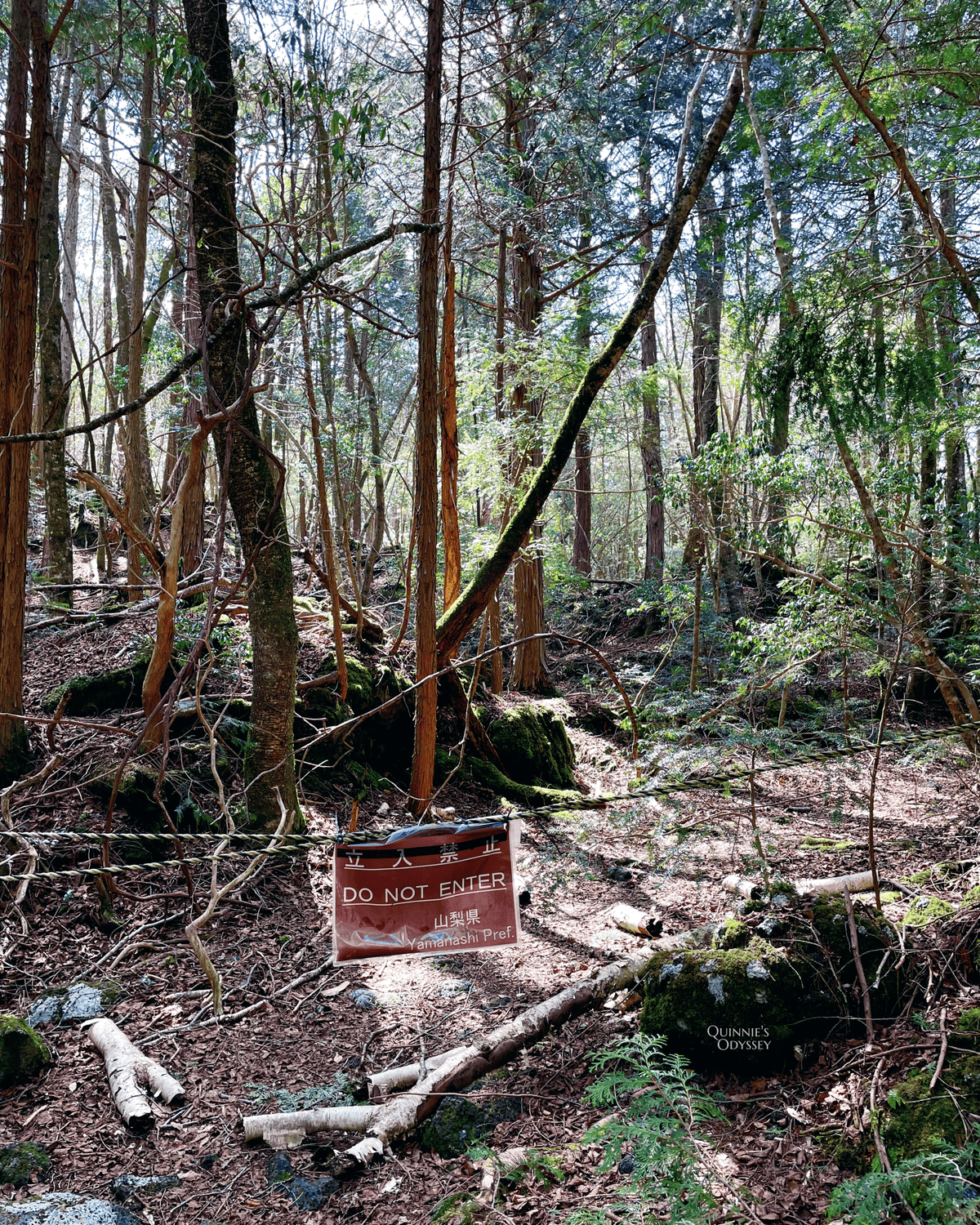 Aokigahara