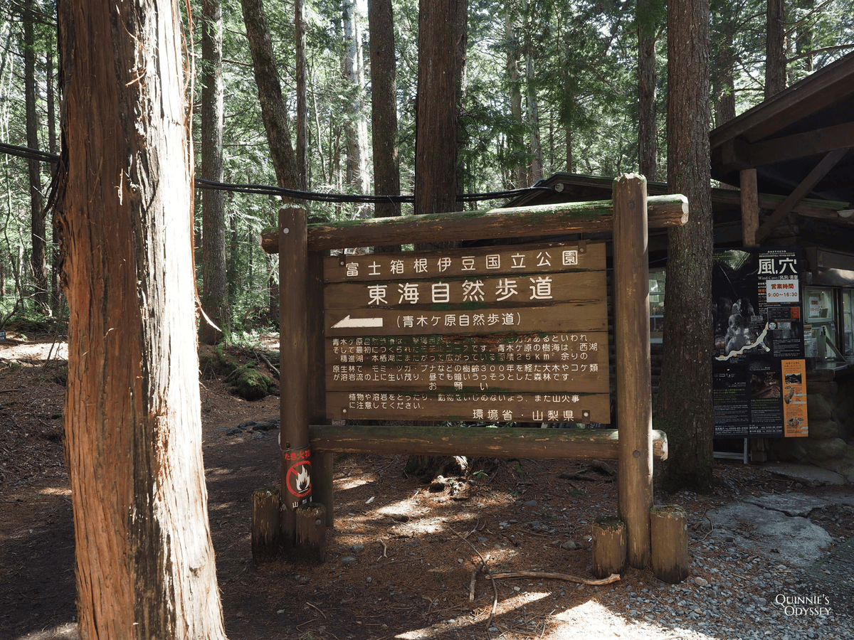 Aokigahara