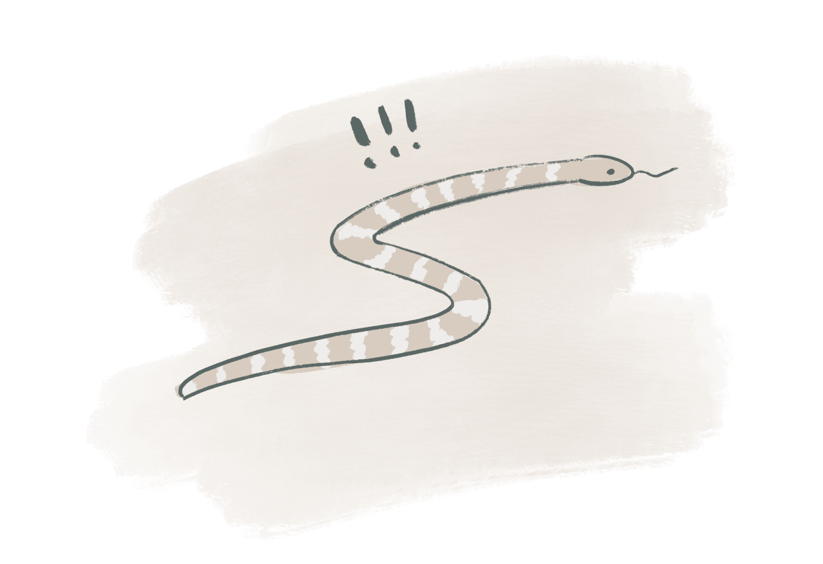 snake illustration