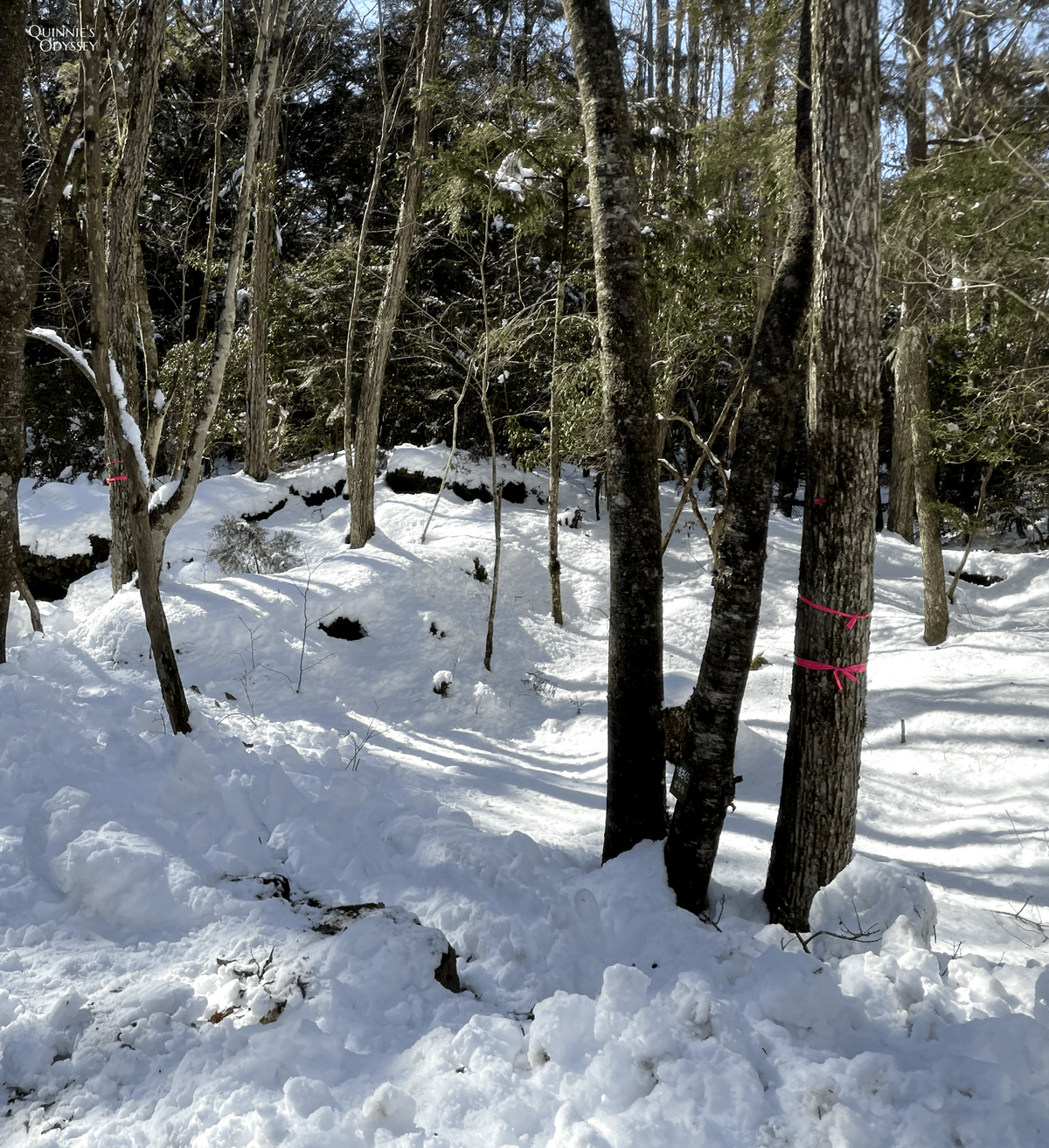 Aokigahara snow