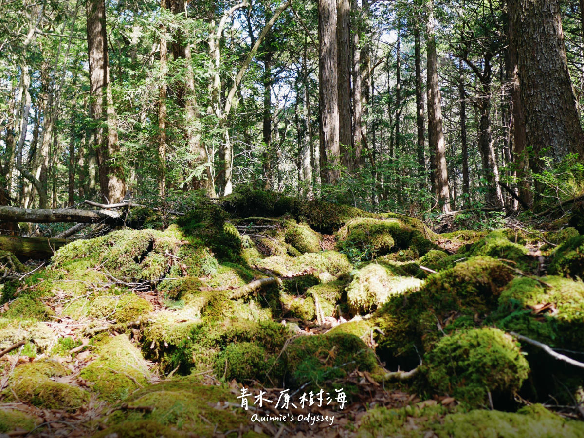 大謀略 吉留路樹著 青木原樹海步道健行攻略：揭開富士山神秘森林的真實面貌– Quinnie's