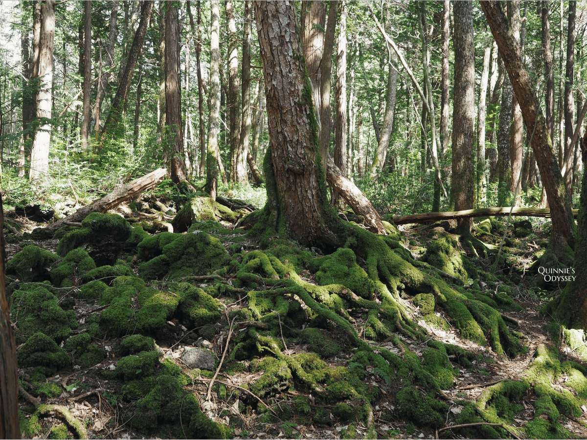 Aokigahara