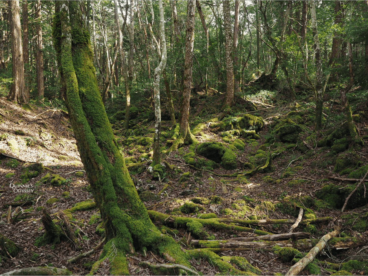 Aokigahara