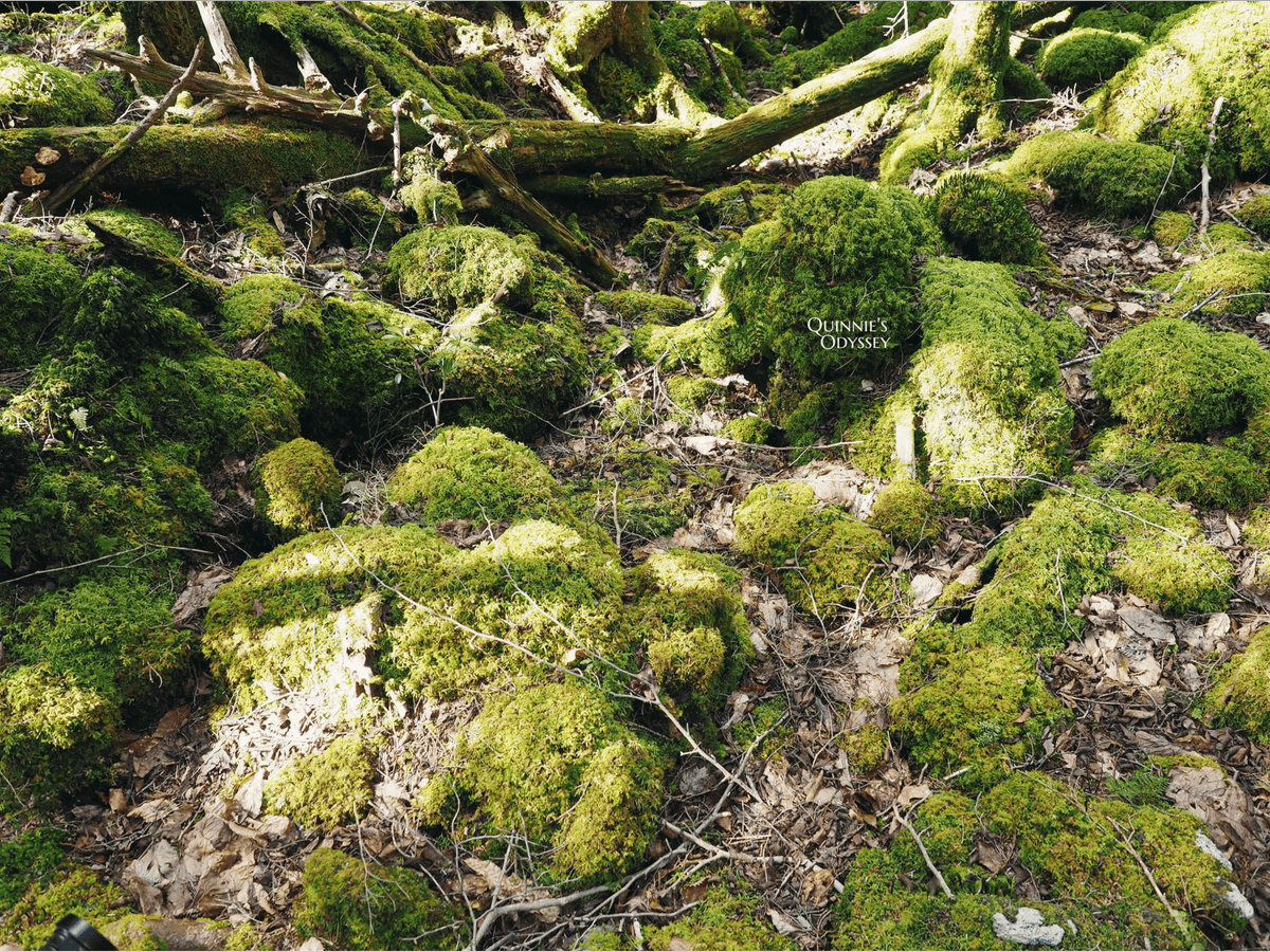 Aokigahara