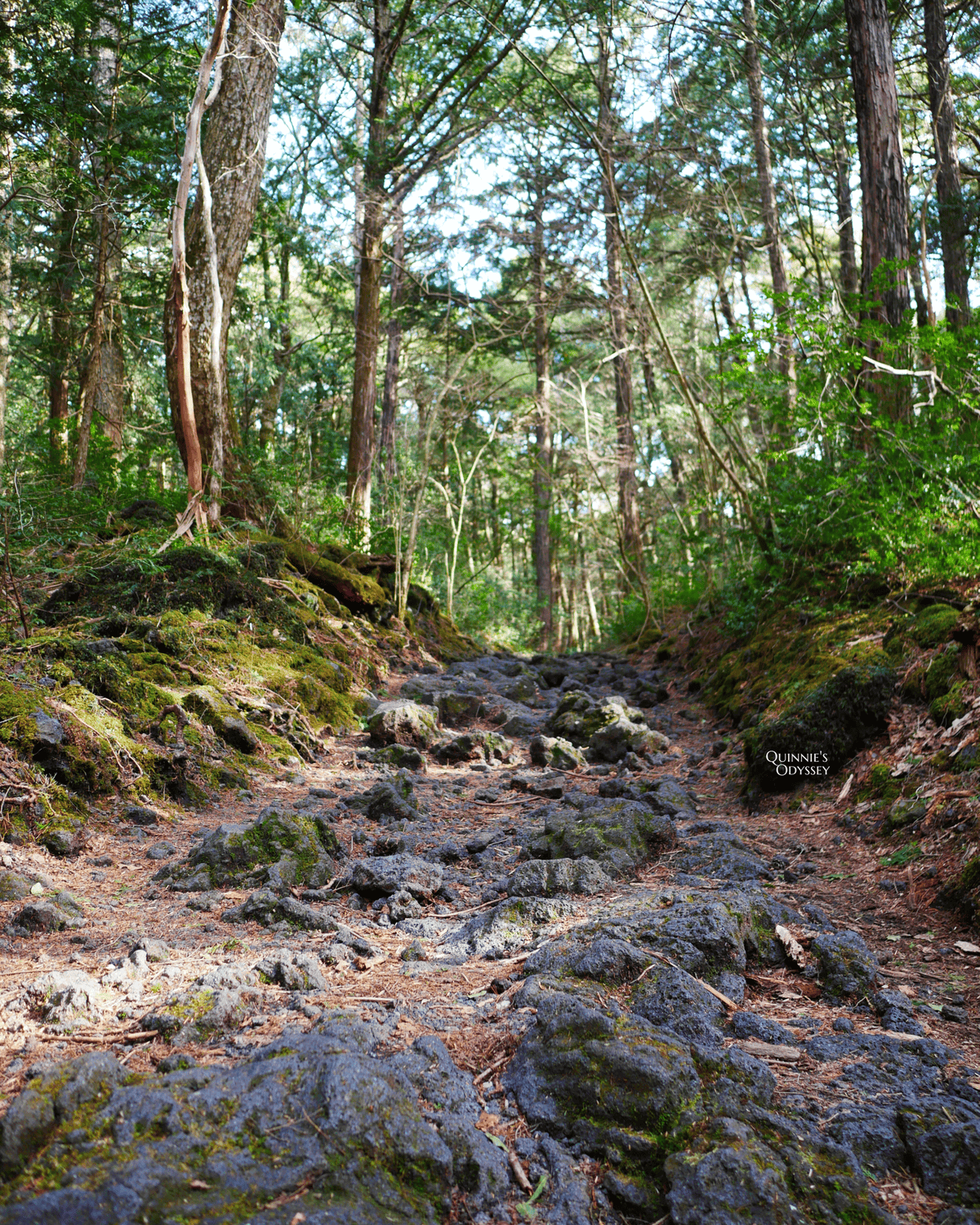 Aokigahara
