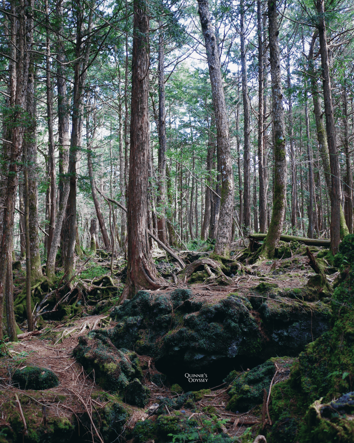 Aokigahara