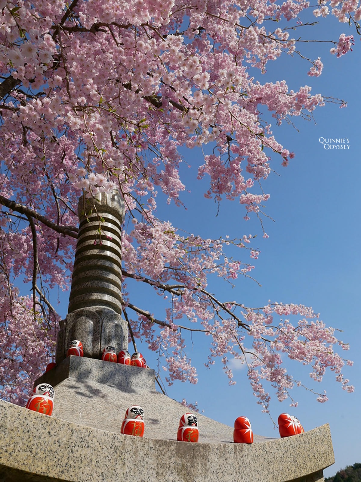 勝尾寺與櫻花