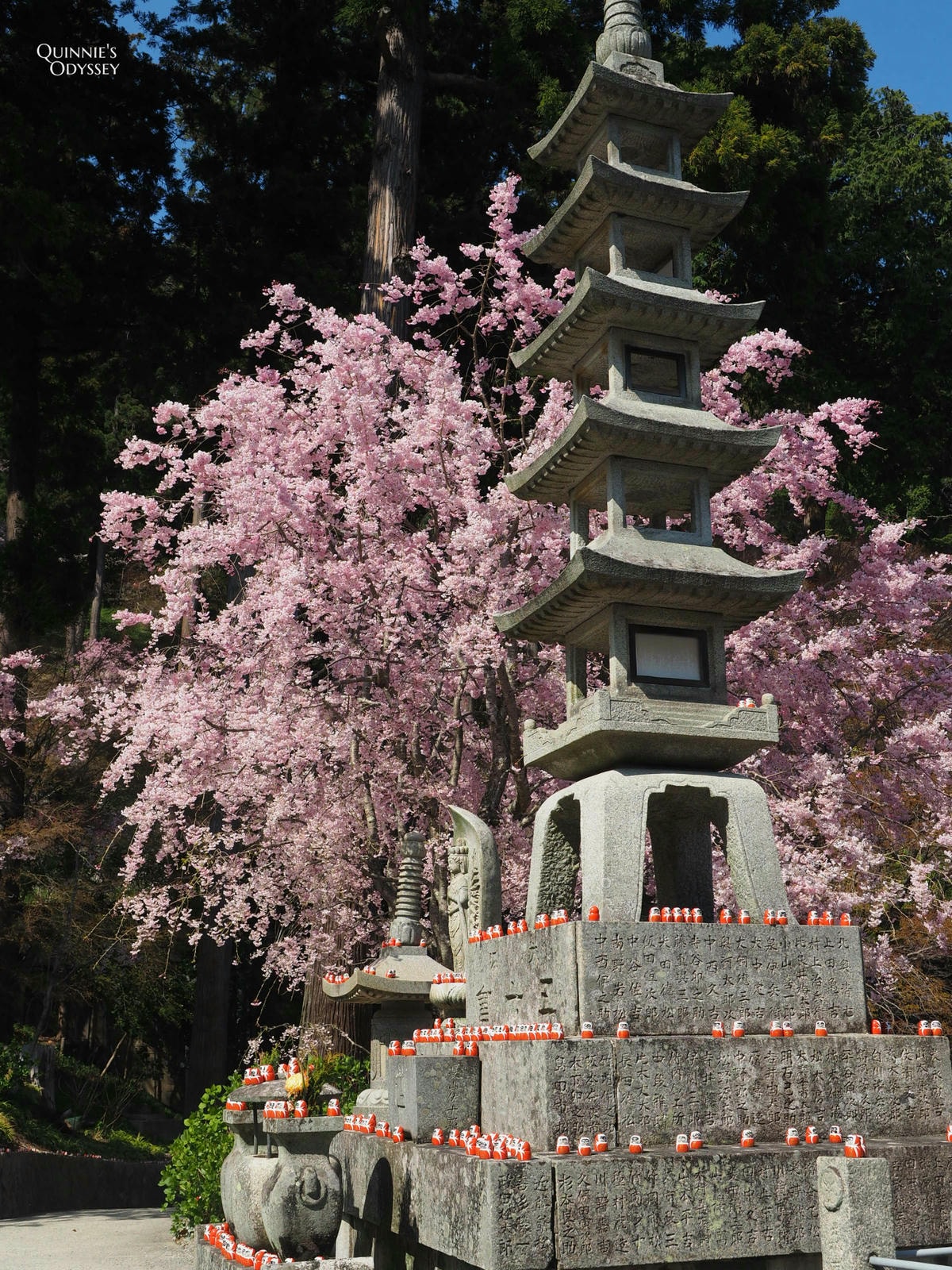 勝尾寺與櫻花