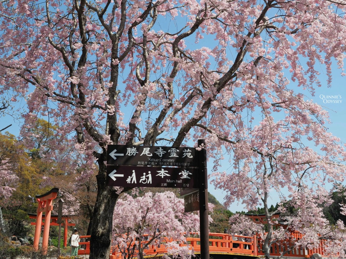勝尾寺與櫻花