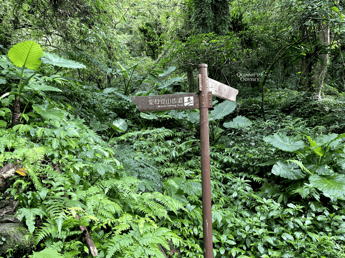 抹茶山、三角崙山:宜蘭礁溪秘境健行日記 - 第24張圖 抹茶山山路