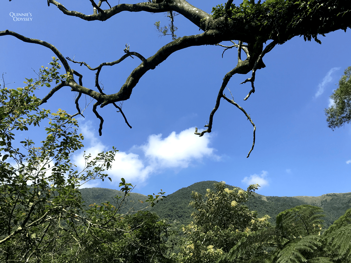 抹茶山、三角崙山:宜蘭礁溪秘境健行日記 - 第17張圖