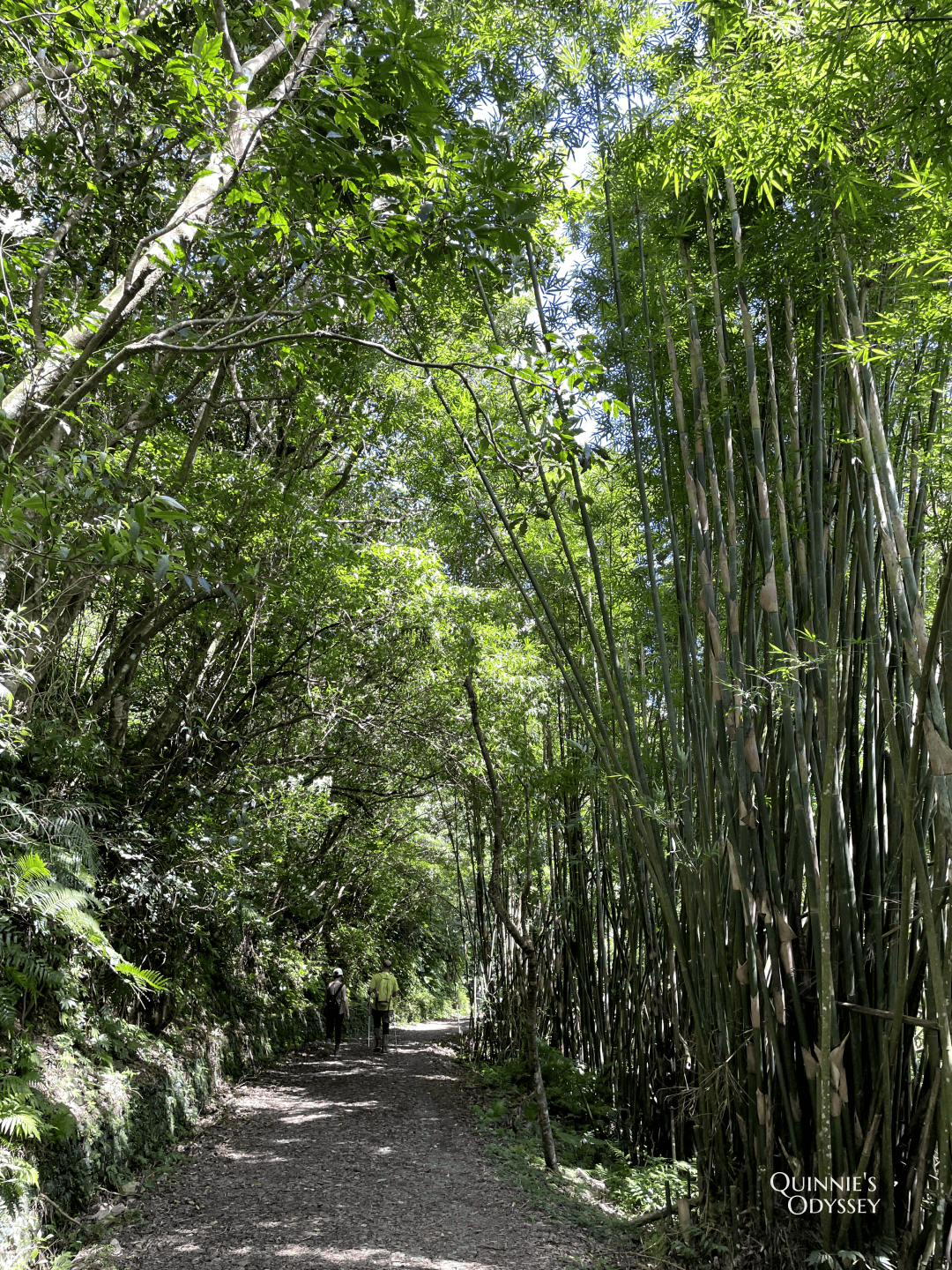 抹茶山、三角崙山:宜蘭礁溪秘境健行日記 - 第51張圖