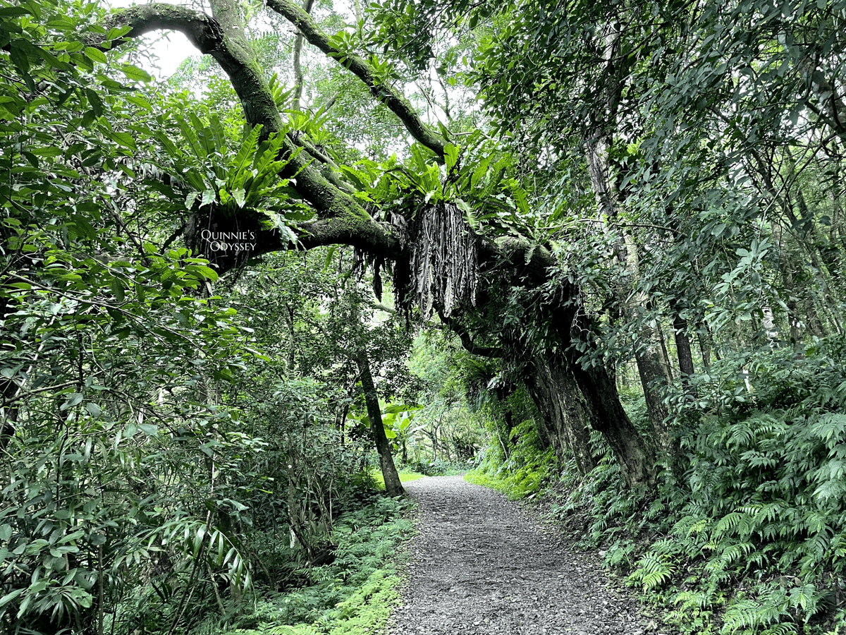 抹茶山、三角崙山:宜蘭礁溪秘境健行日記 - 第16張圖 抹茶山山路