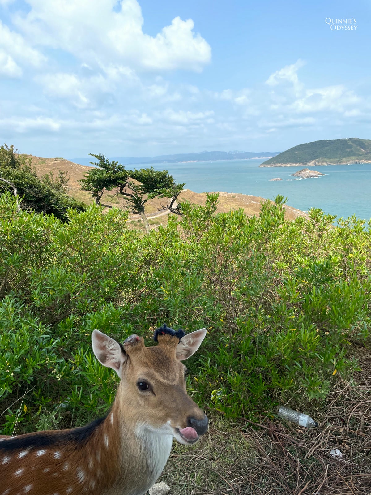 馬祖北竿，大坵島，梅花鹿，鉅角