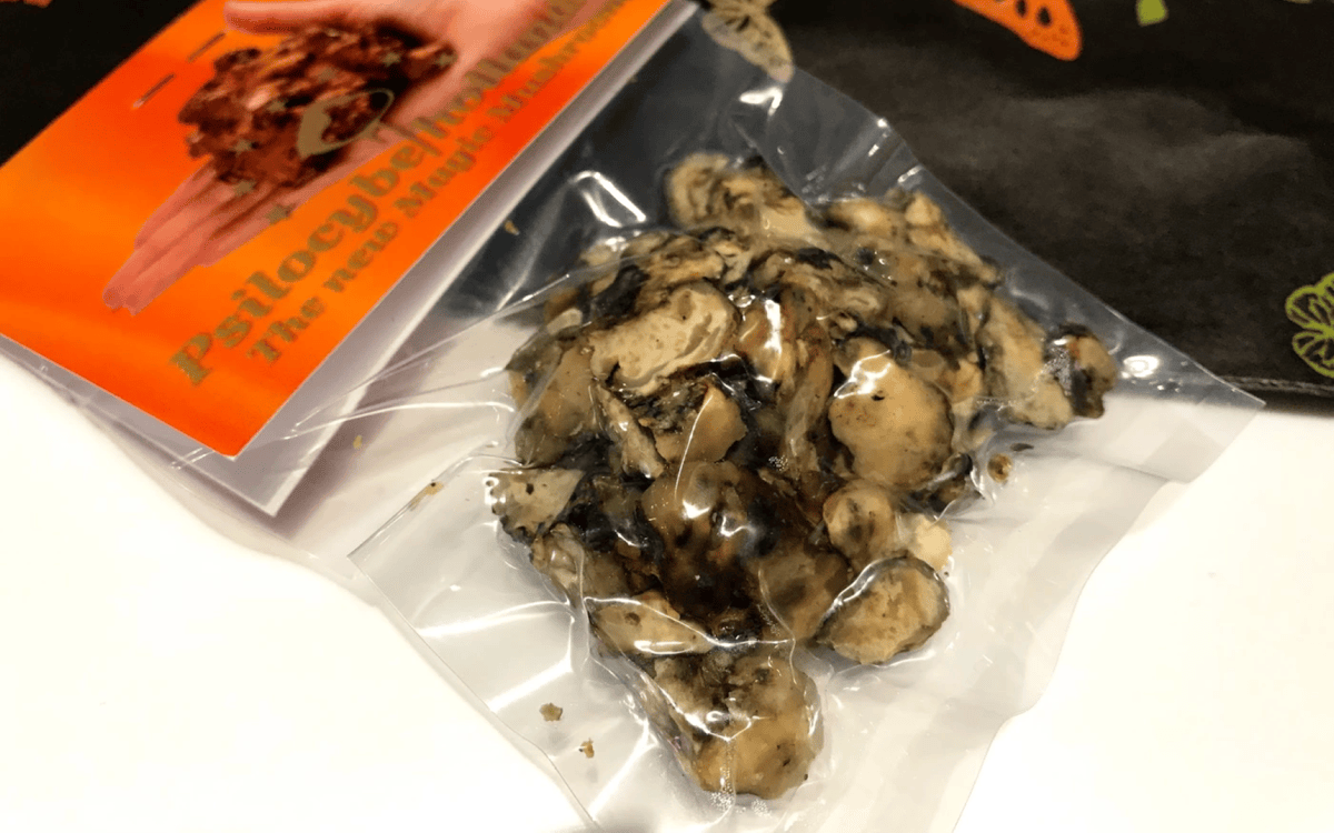荷蘭迷幻蘑菇體驗心得:讓人想像力爆棚的初體驗 - 第2張圖 迷幻蘑菇