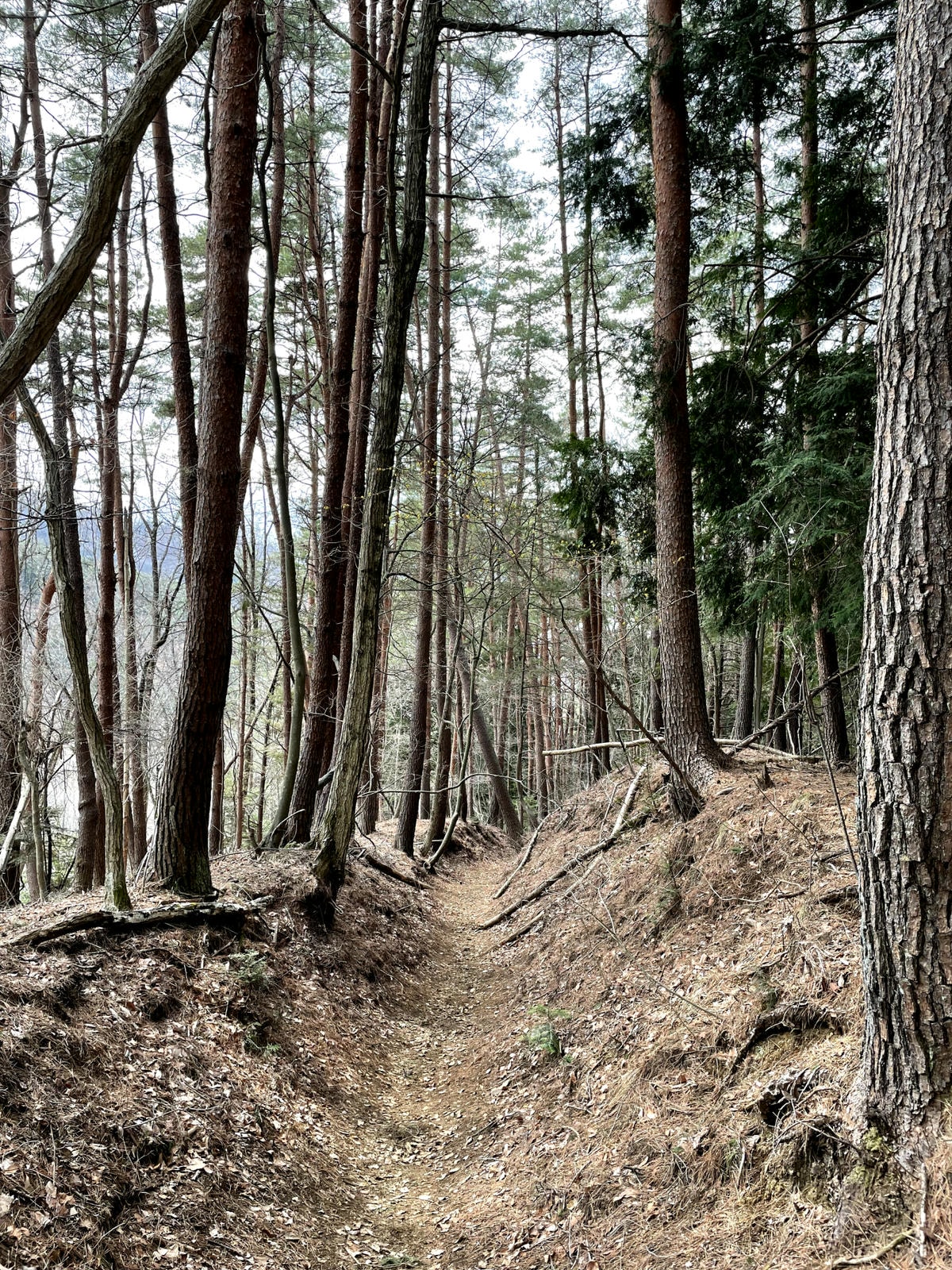 河口淺間神社山路