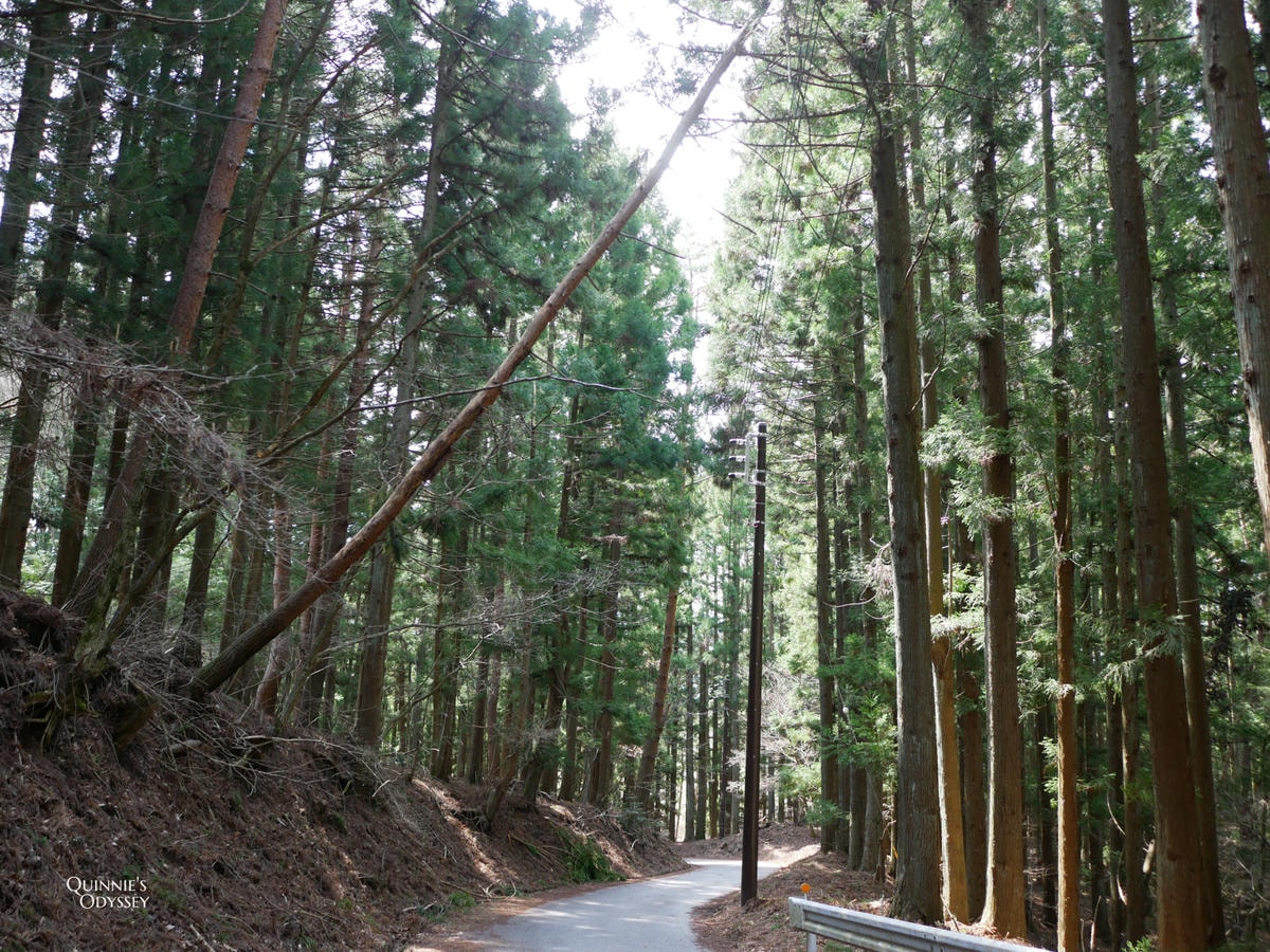 河口淺間神社山路