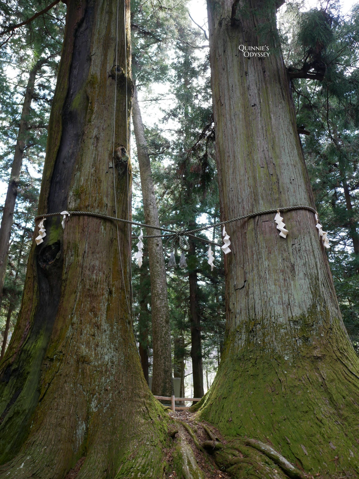 河口淺間神社杉樹