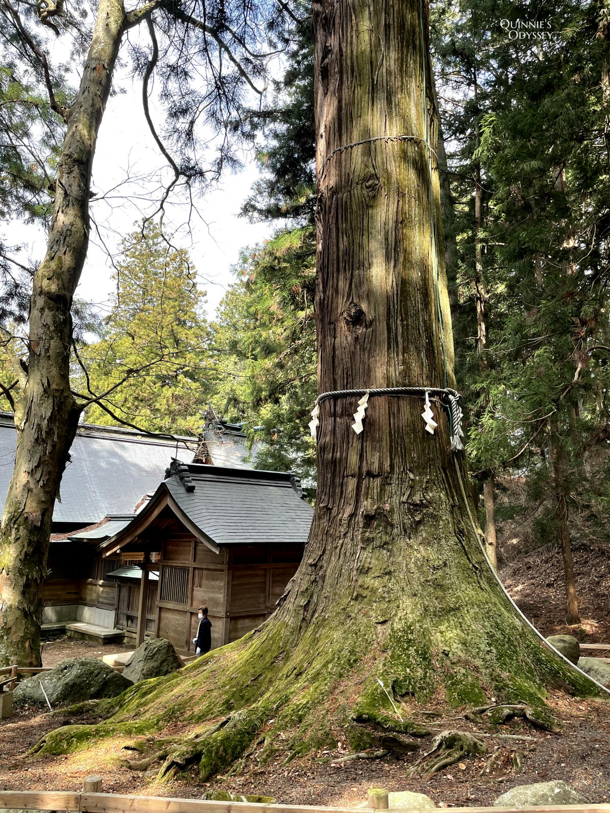 河口淺間神社杉樹
