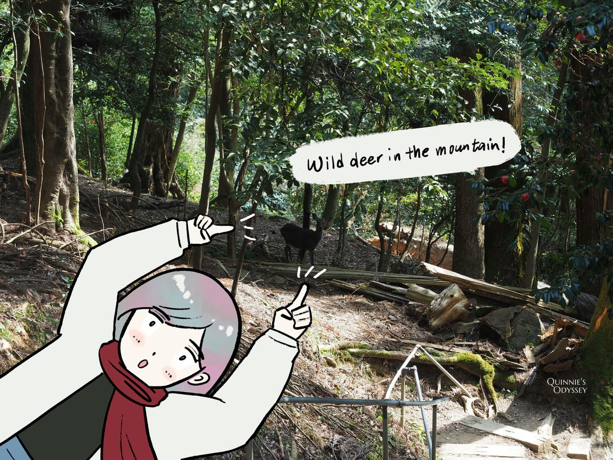 Mount Kurama deer
