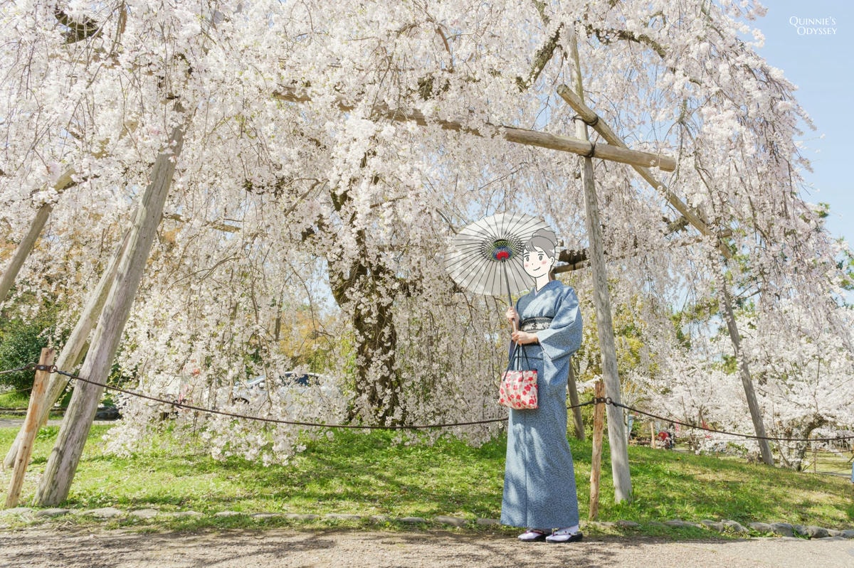 2025京都櫻花季景點推薦:花況預測/避開人潮賞最美櫻花 - 第7張圖 京都 圓山公園 櫻花