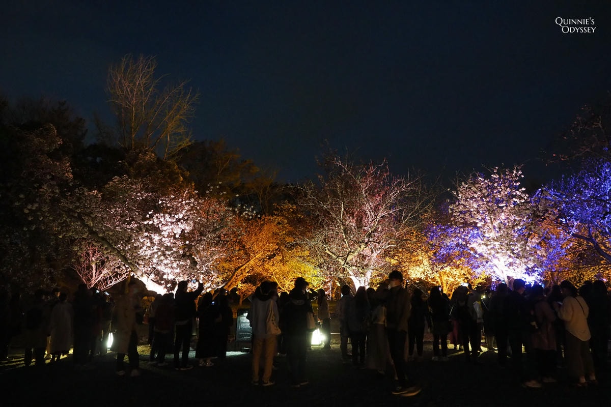 二條城 NAKED櫻花祭:2025夜櫻光雕秀門票/交通/必看亮點 - 第7張圖 京都二條城 櫻花祭 夜櫻