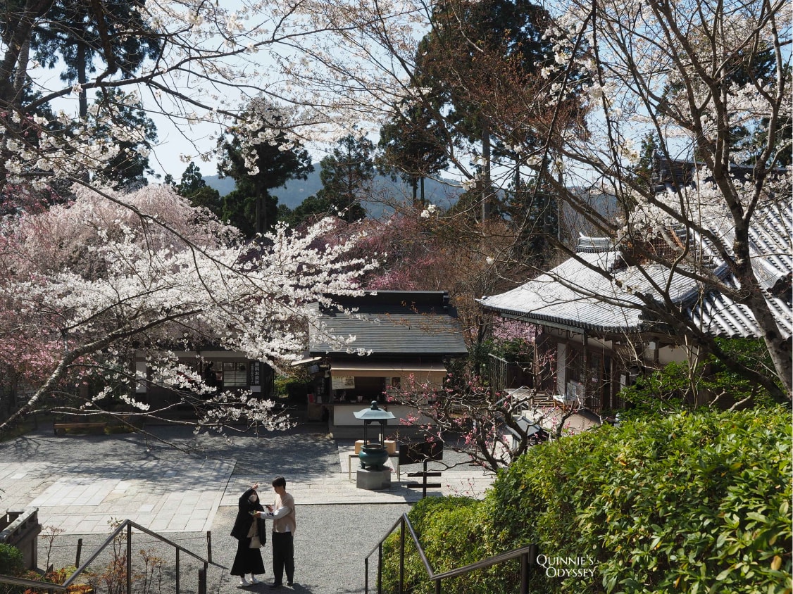 京都大原三千院 金色不動堂 櫻花