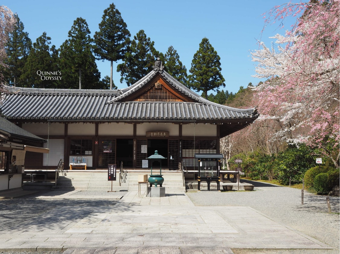 京都大原三千院 金色不動堂 櫻花
