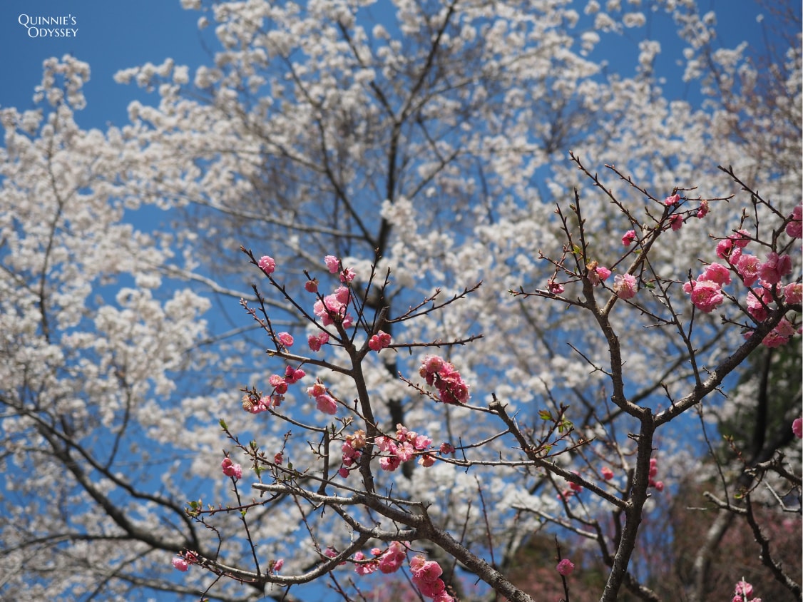 京都大原三千院 櫻花