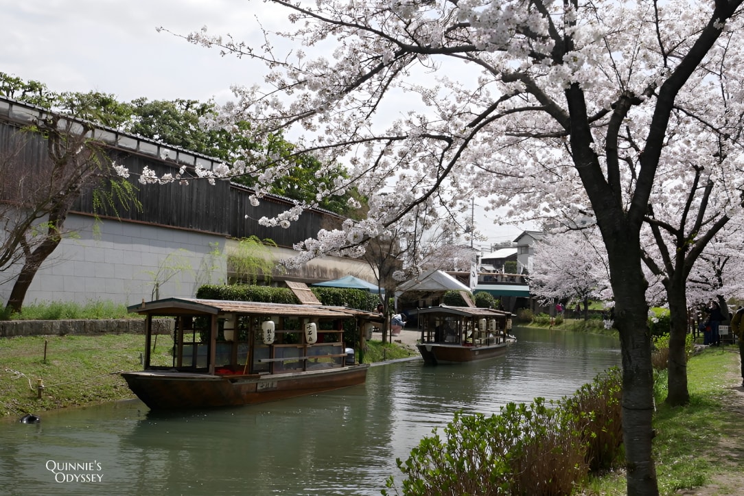 Fushimi Jukkokubune Cherry Blossom