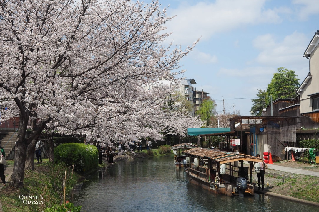 Fushimi Jukkokubune Cherry Blossom