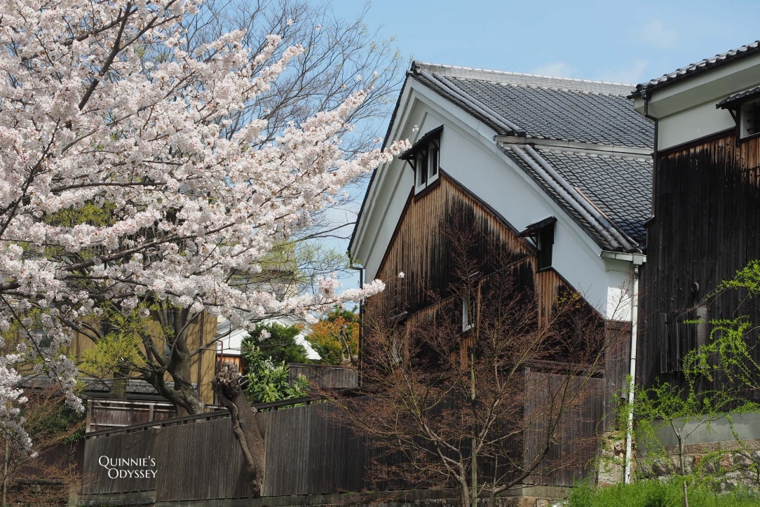 Fushimi Jukkokubune Cherry Blossom