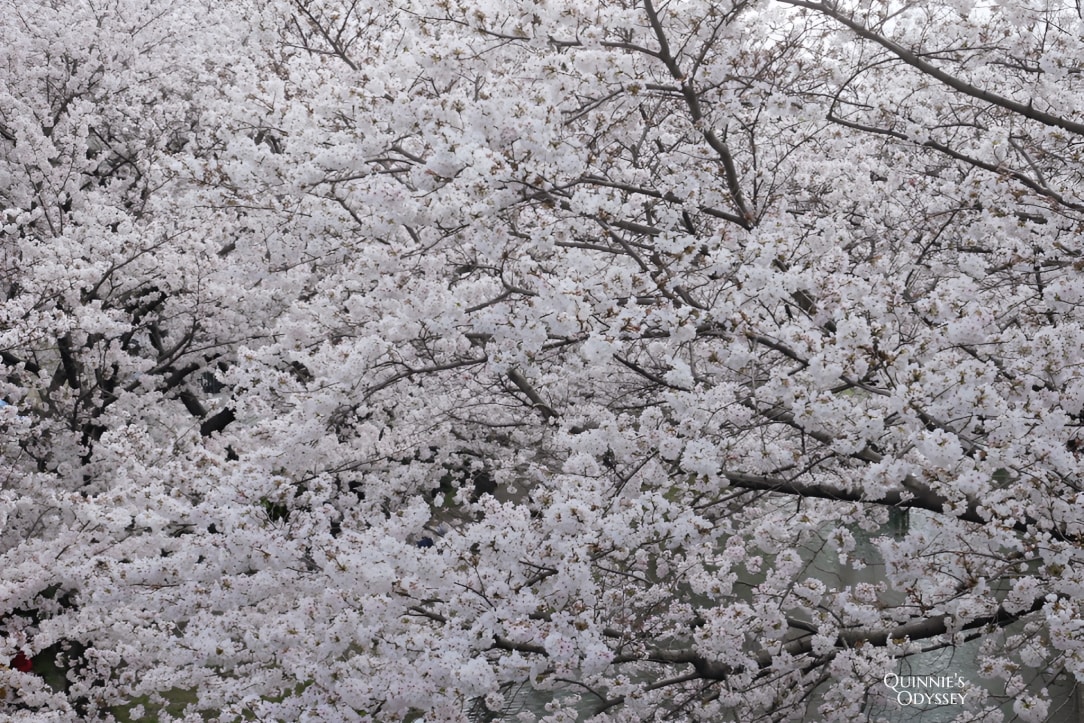 Fushimi Jukkokubune Cherry Blossom