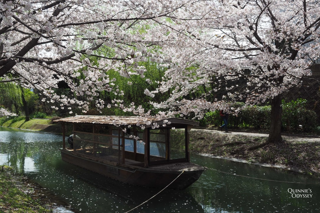 Fushimi Jukkokubune Cherry Blossom