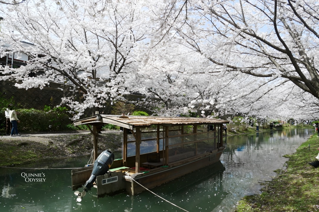 Fushimi Jukkokubune Cherry Blossom