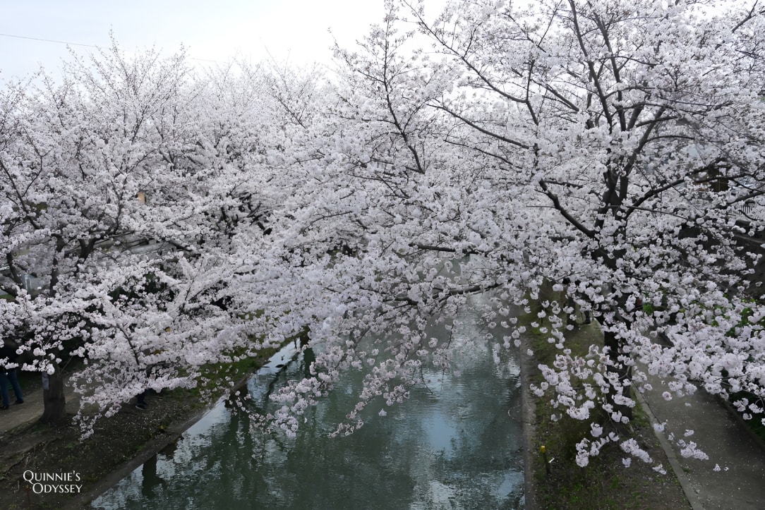 Fushimi Jukkokubune Cherry Blossom
