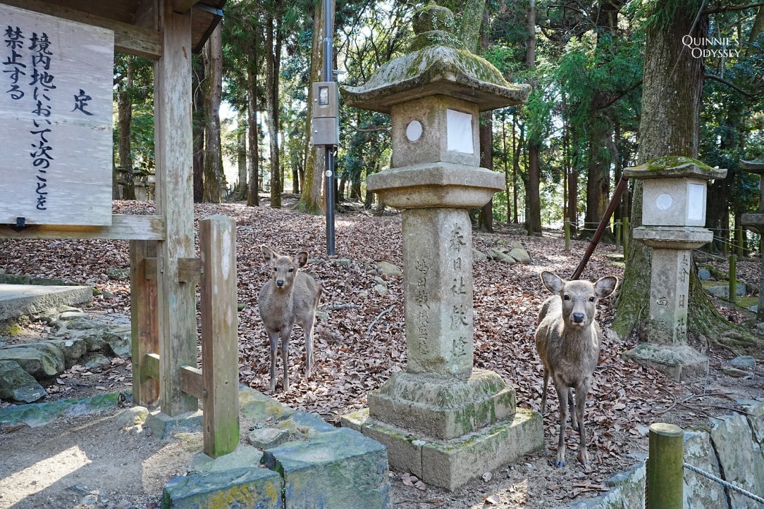 奈良春日大社攻略|白鹿御神籤、萬燈籠、神鹿傳說 - 第2張圖 奈良 春日大社參道與石燈籠