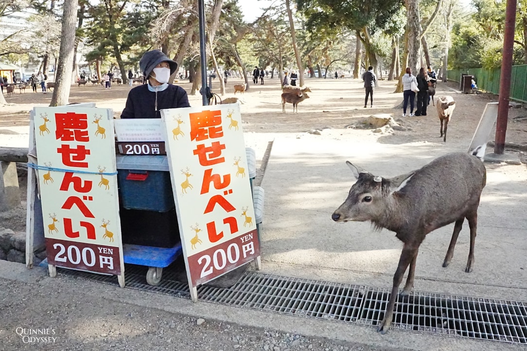奈良一日遊景點地圖/行程推薦:東大寺、春日大社、餵鹿體驗 - 第6張圖 奈良 鹿 鹿餅