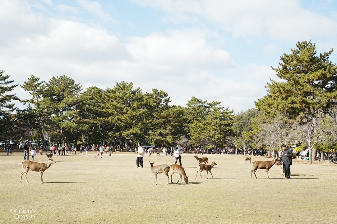 奈良一日遊景點地圖/行程推薦:東大寺、春日大社、餵鹿體驗 - 第7張圖 奈良公園 鹿