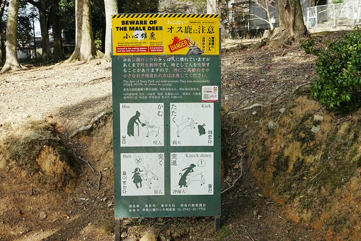 奈良東大寺 鹿