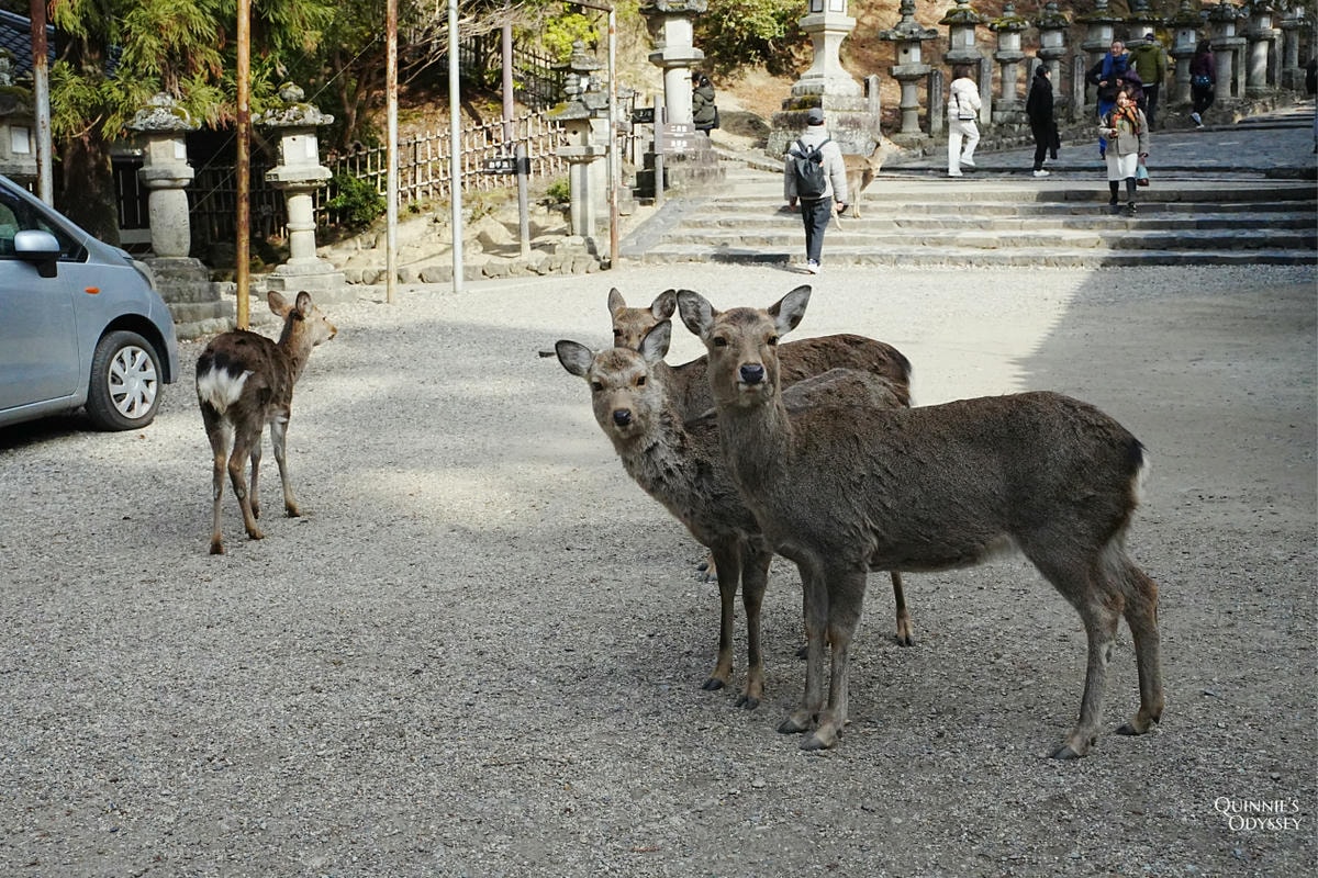 奈良東大寺 鹿