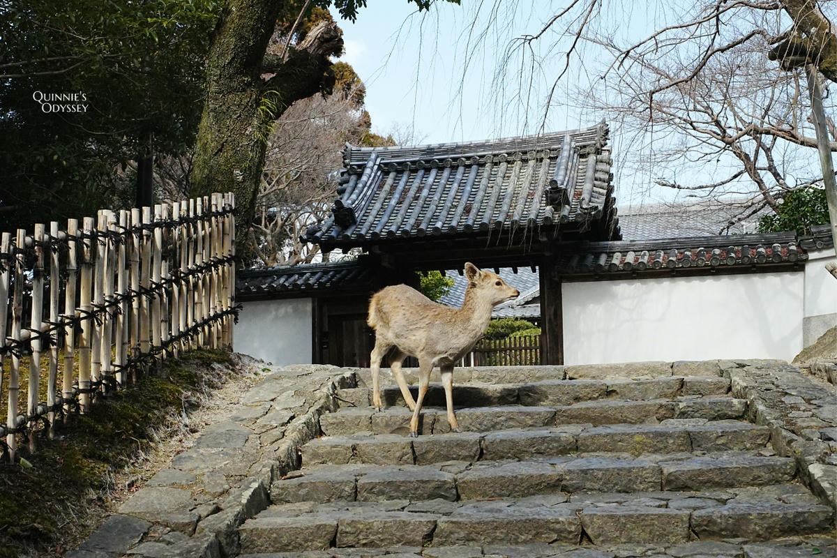 奈良東大寺 鹿