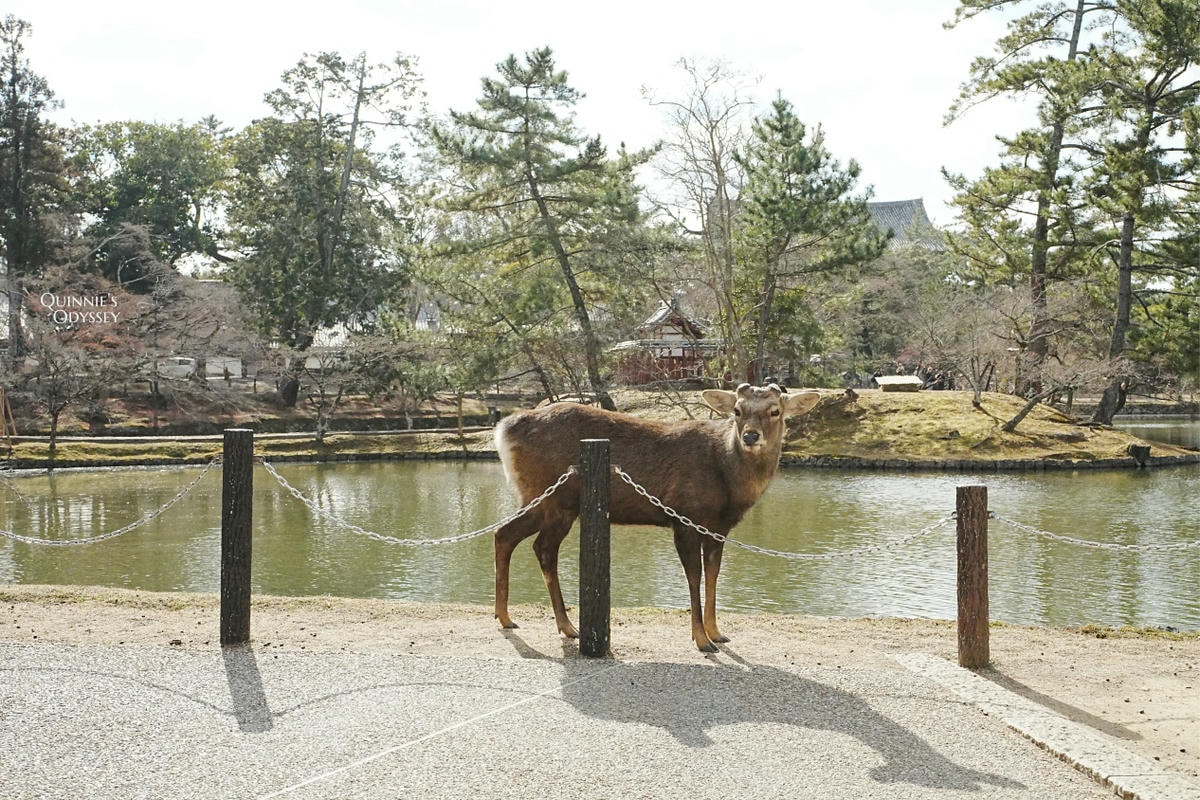 奈良東大寺 鹿