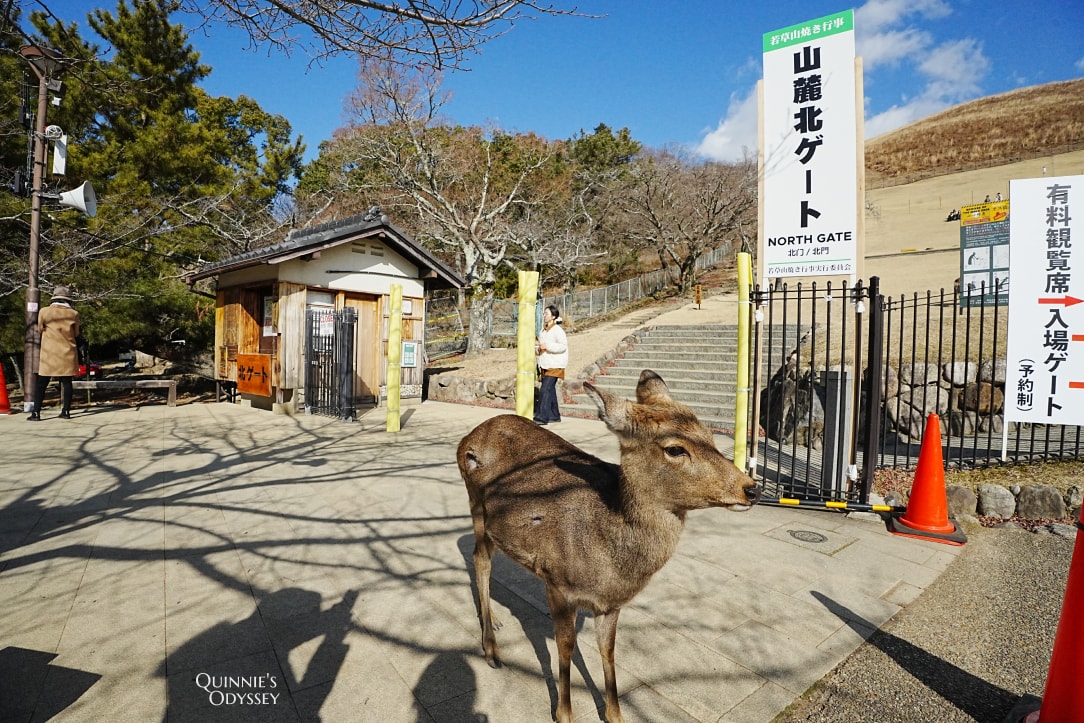 奈良若草山燒山祭:活動流程/拍攝地點推薦/心得分享 - 第11張圖 奈良 若草山 鹿