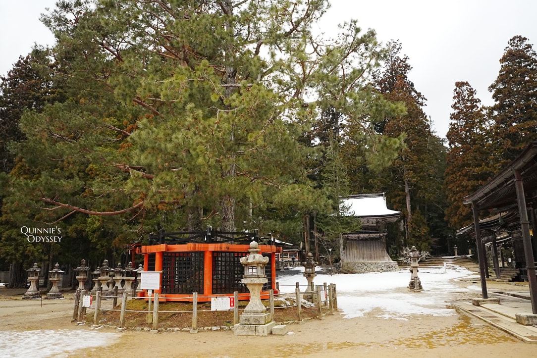 高野山壇上伽藍:和歌山隱藏版靈場,日本最神聖的密宗聖地 - 第12張圖 高野山 壇上伽藍 三鈷之松