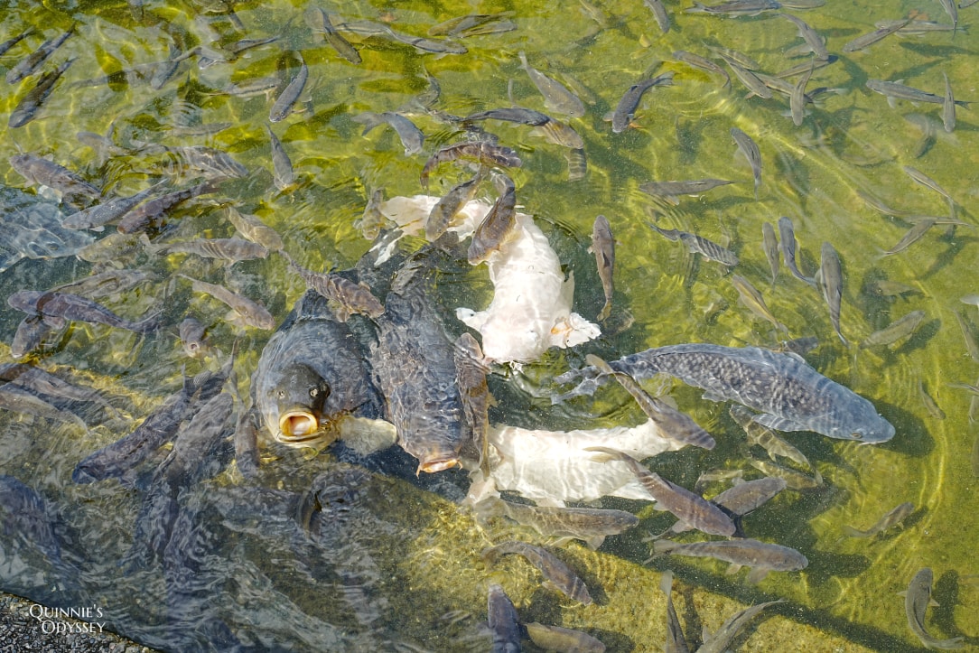 二泉湖畔咖啡館 魚